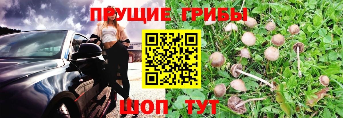 Псилоцибиновые грибы мицелий Волгодонск