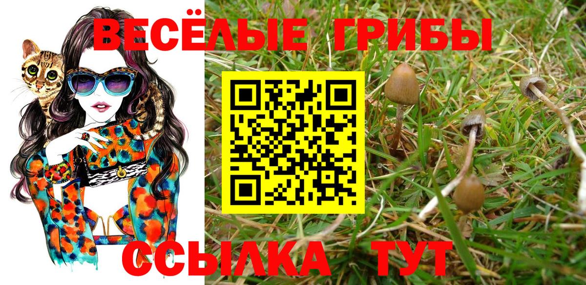 дарнет шоп  Вход с VPN  Волгодонск  Галлюциногенные грибы Magic Shrooms 